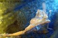 Foto 3664350868 Escort Rieti Alina Ranieri - 37